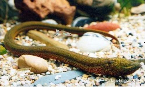 7斤大黄鳝视频观看国产