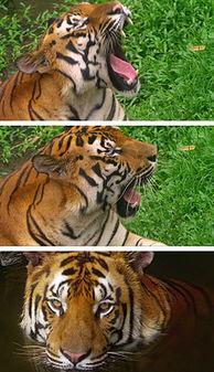 国产老虎简介视频播放,揭秘神秘国宝的雄姿与魅力