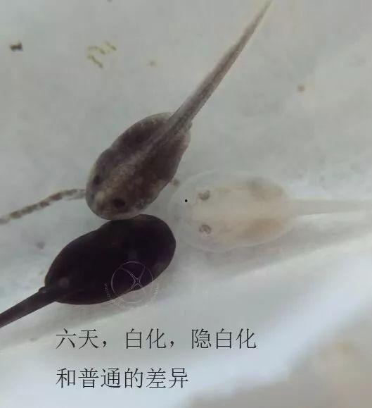 蝌蚪视频在线观看国产,蝌蚪视频带你领略国产魅力