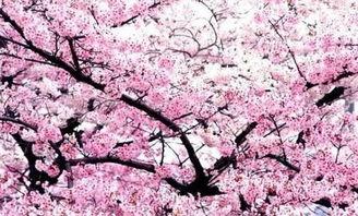国产无遮挡樱花视频,春日浪漫瞬间捕捉